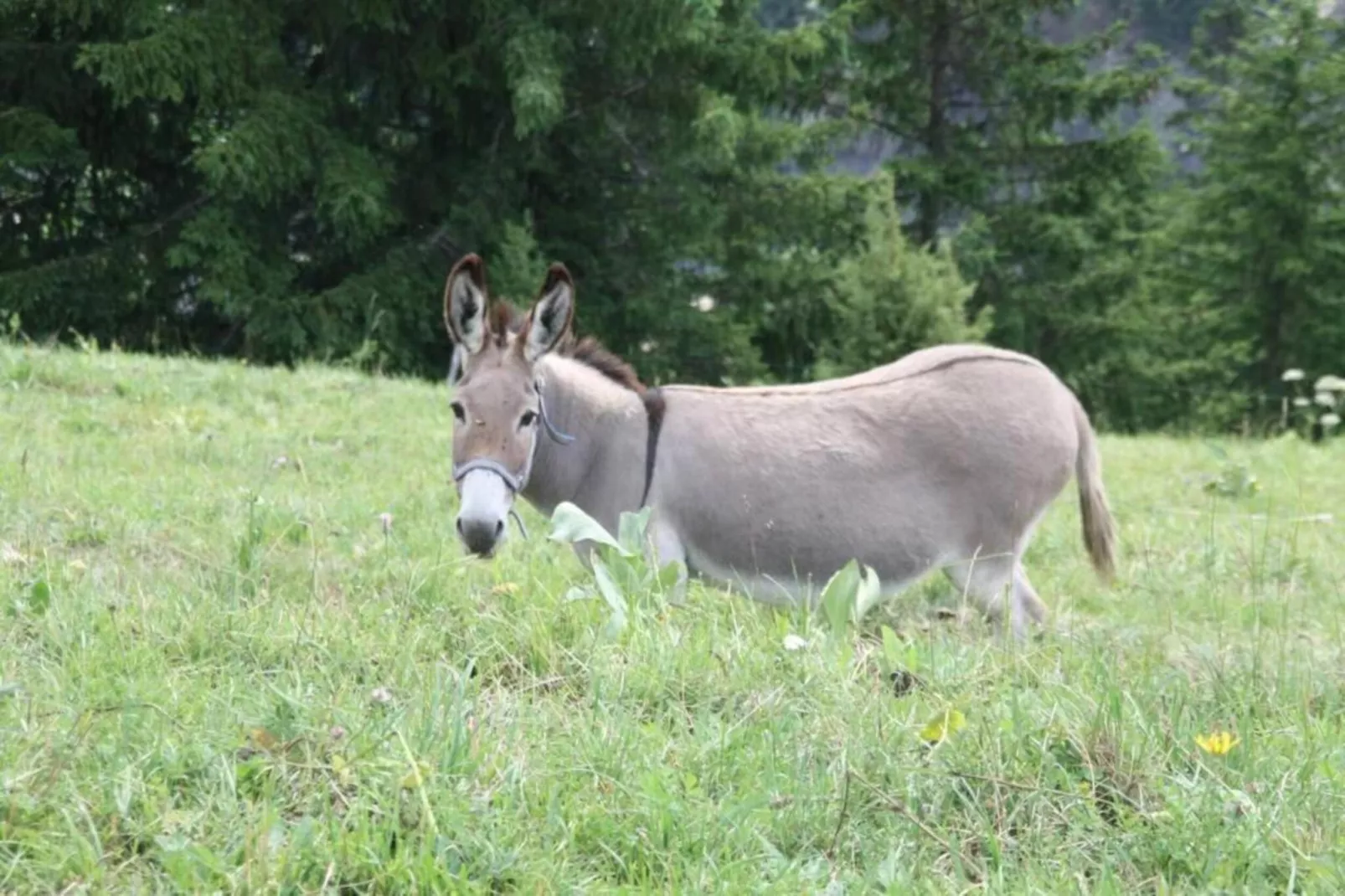 Les Marmottes N°40 - 3P5-Gebiete Sommer 20 km