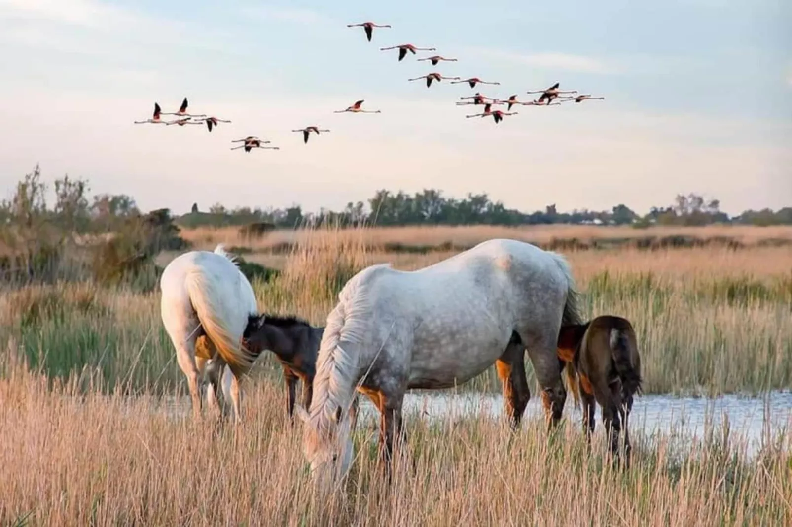 Cap Camargue A N 14 - 2P4-Zones été à 20 km
