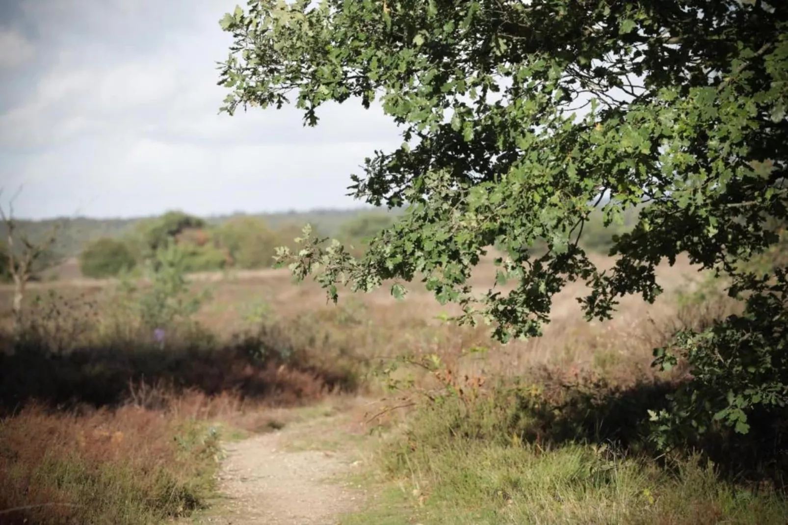 Vlindervallei Boshuis 16p-Areas within 5km in summer