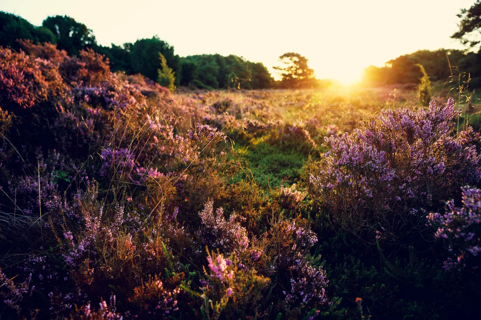 Vuursteen Wellness-Areas within 1km in summer