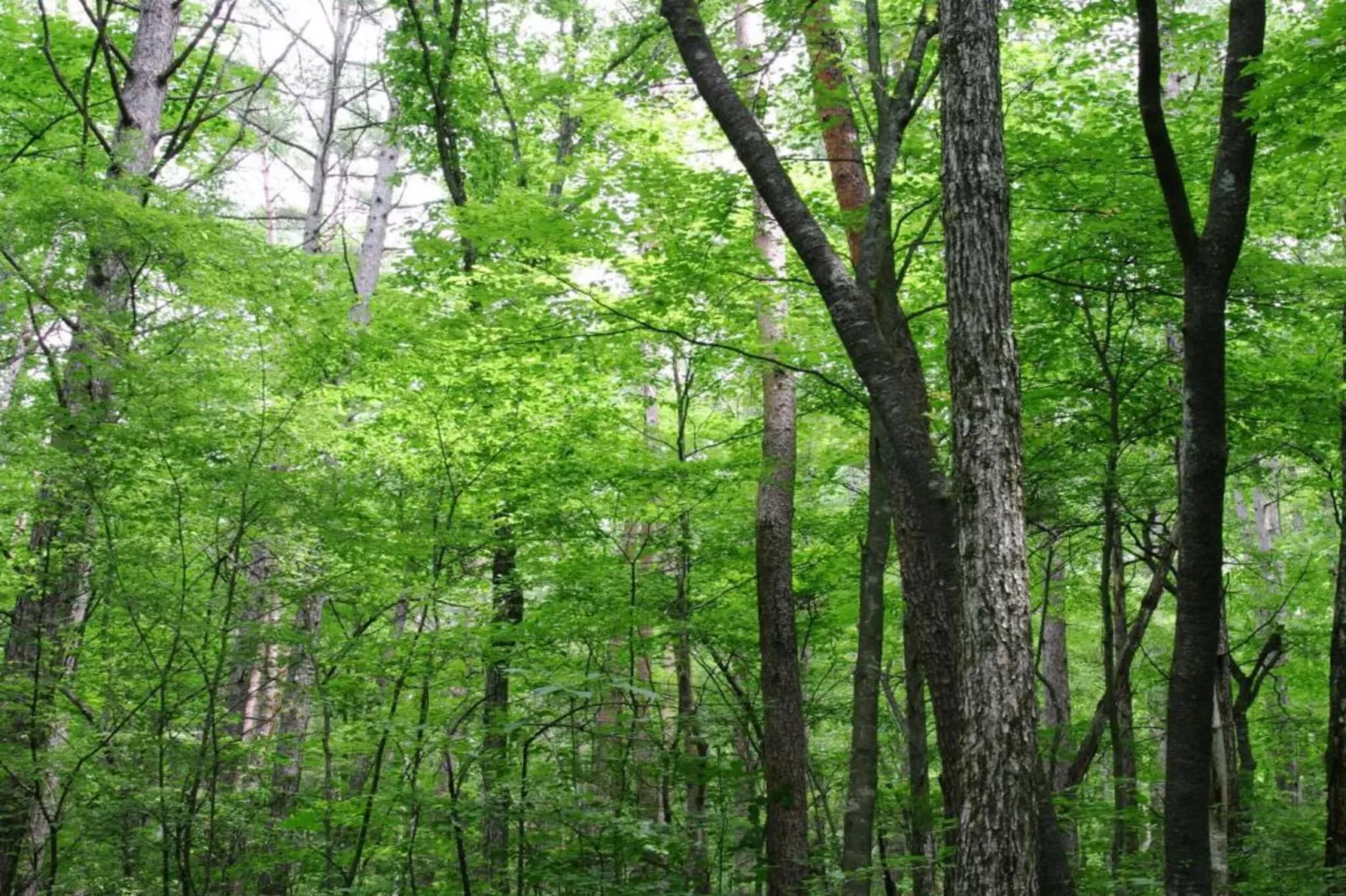 Le Vieux Tilleul du Château-Zones été à 20 km