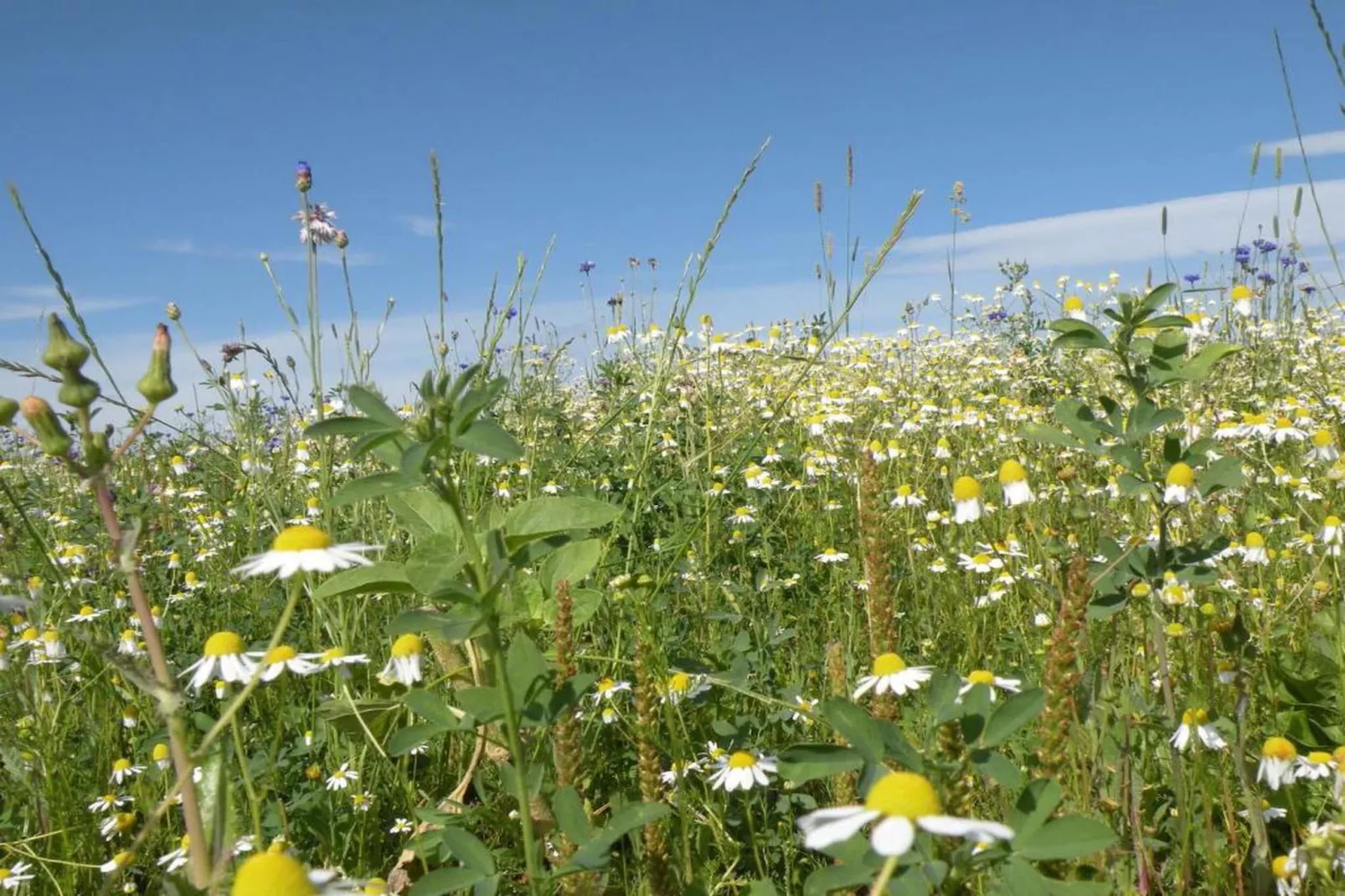 Les Rochettes Mars-Areas within 20km in summer