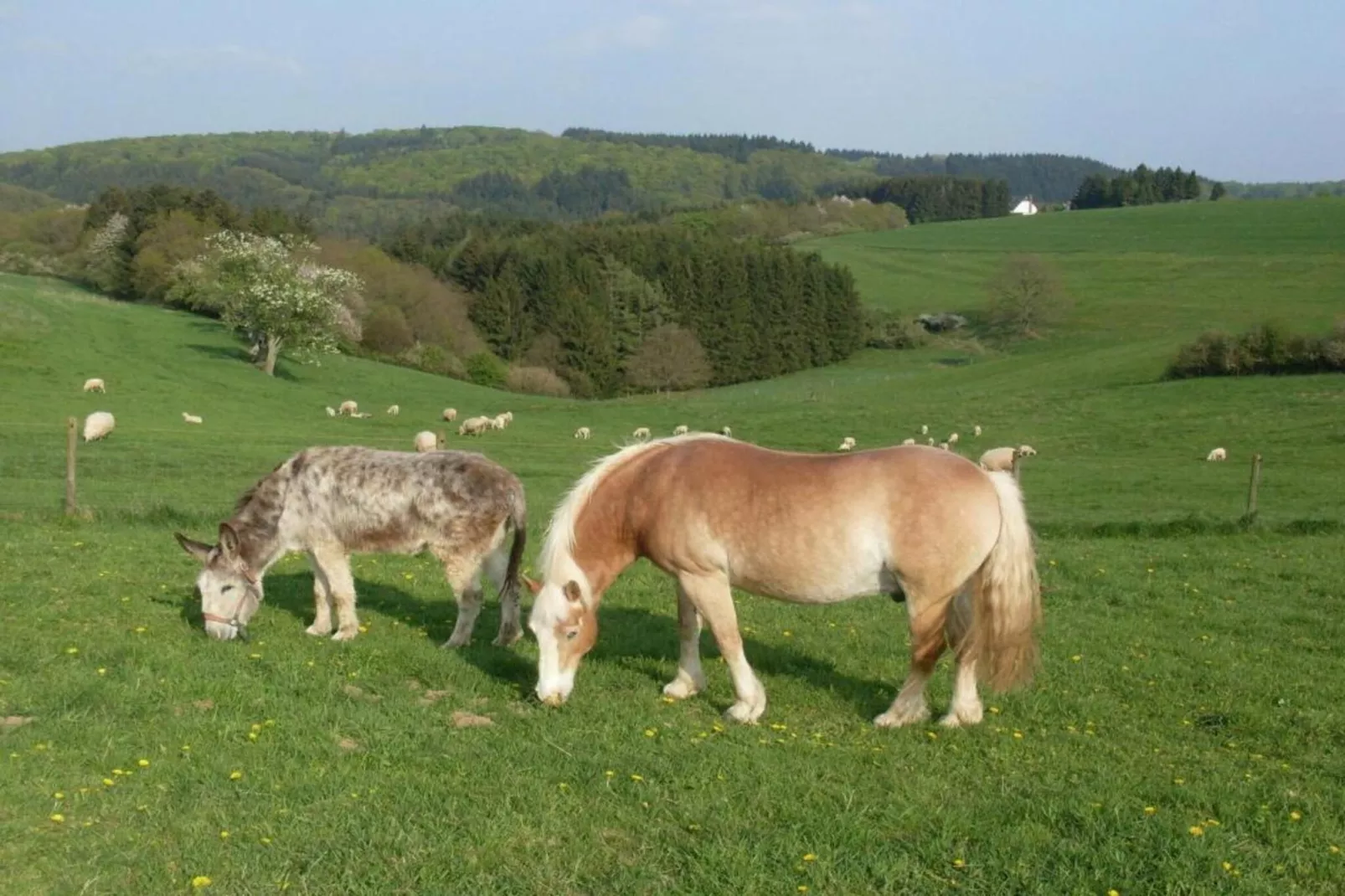 Ferienwohnung Obergeschoss Weitblick II-Areas within 5km in summer