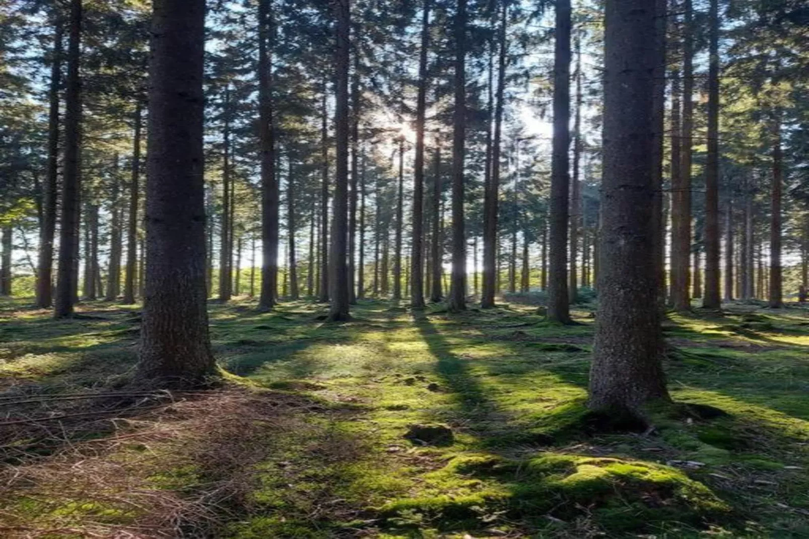 Baltic Hus-Areas within 20km in summer