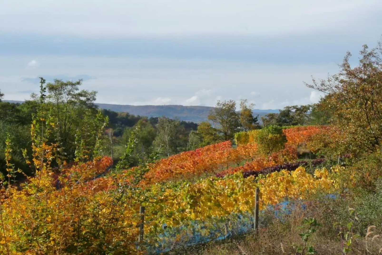 Ballenstedt-Gebiete Sommer 20 km