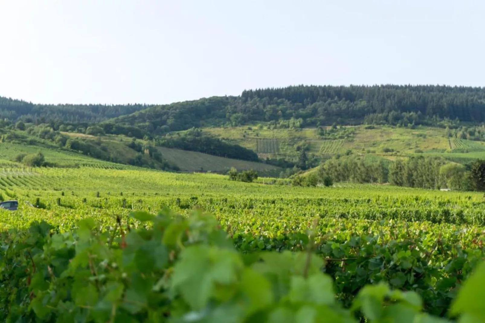Weingut Justen-Kiebel-Areas within 20km in summer