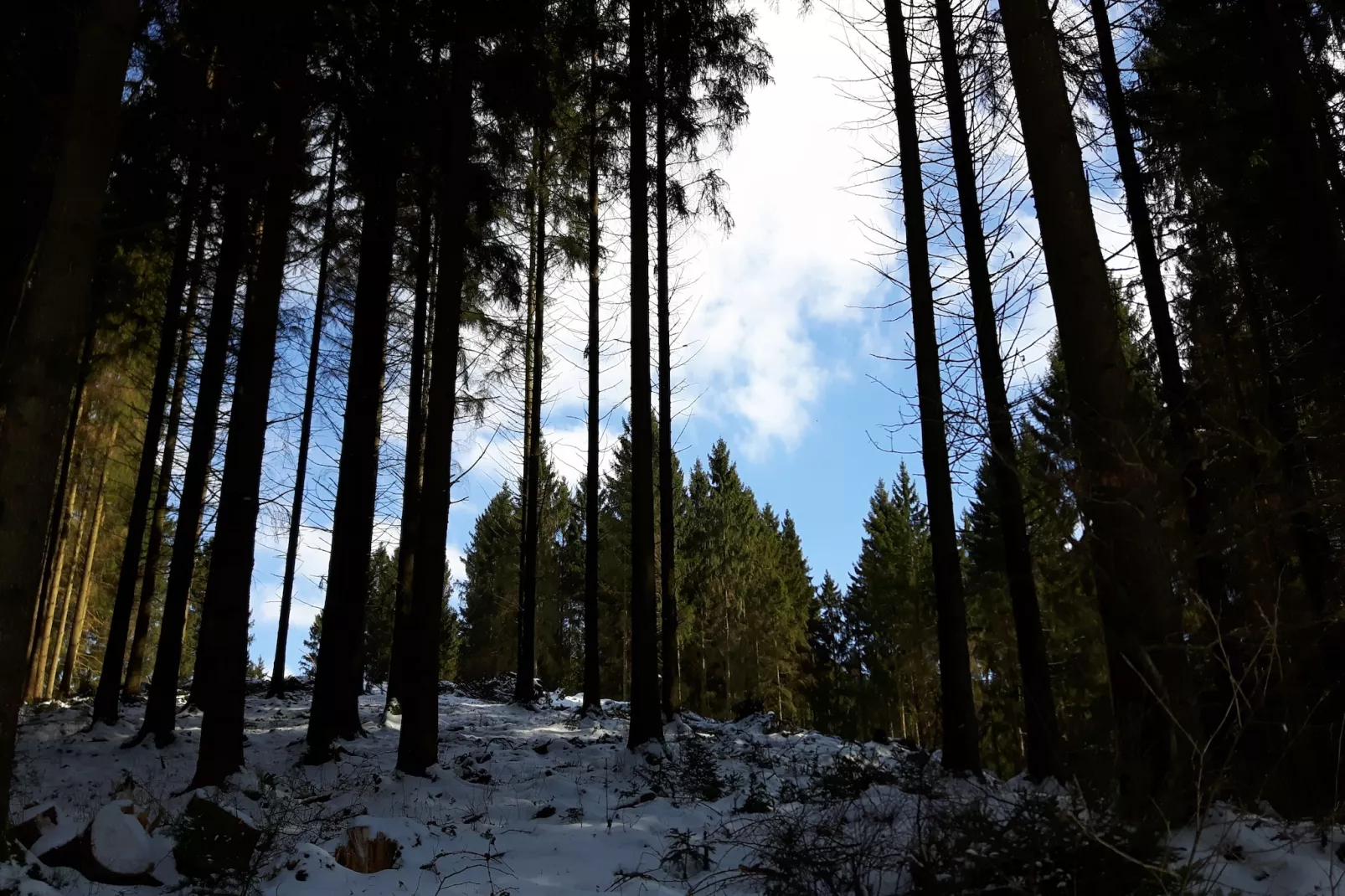 Schuler-Area within 1km in winter