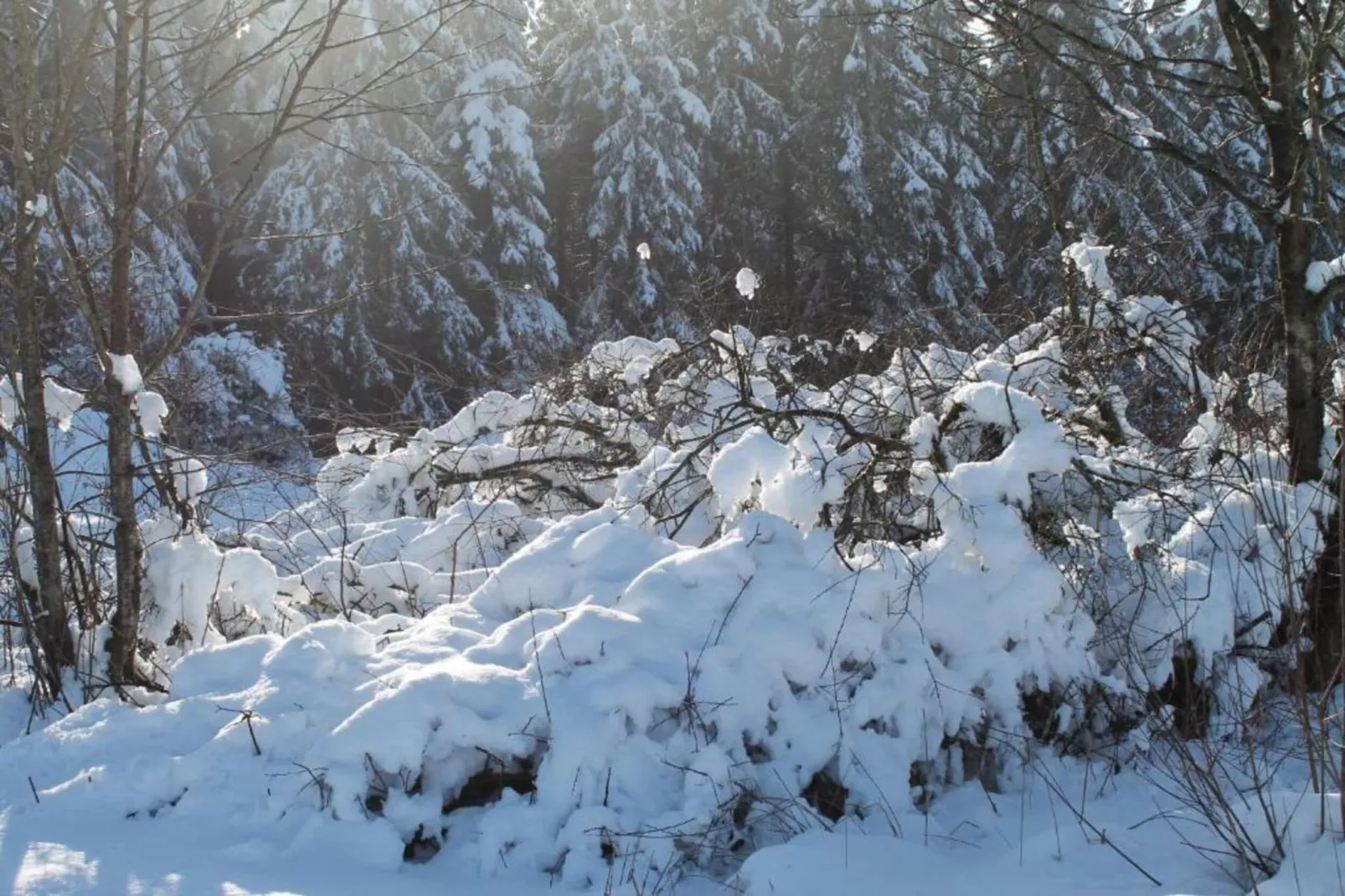 Schwermann-Area within 5km in winter