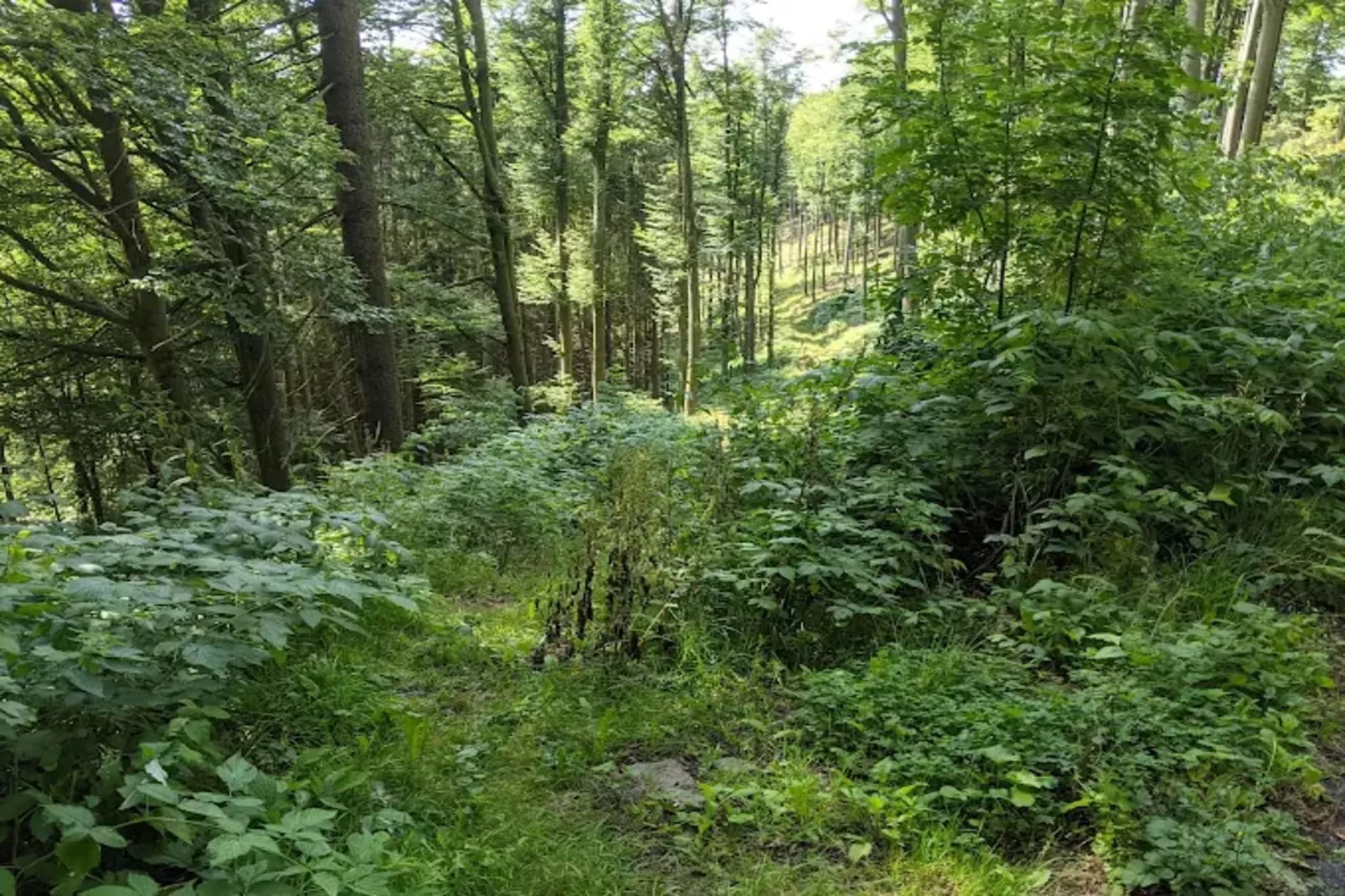 Neuastenberger Straße 4 - Neuastenberg-Gebiete Sommer 5 km