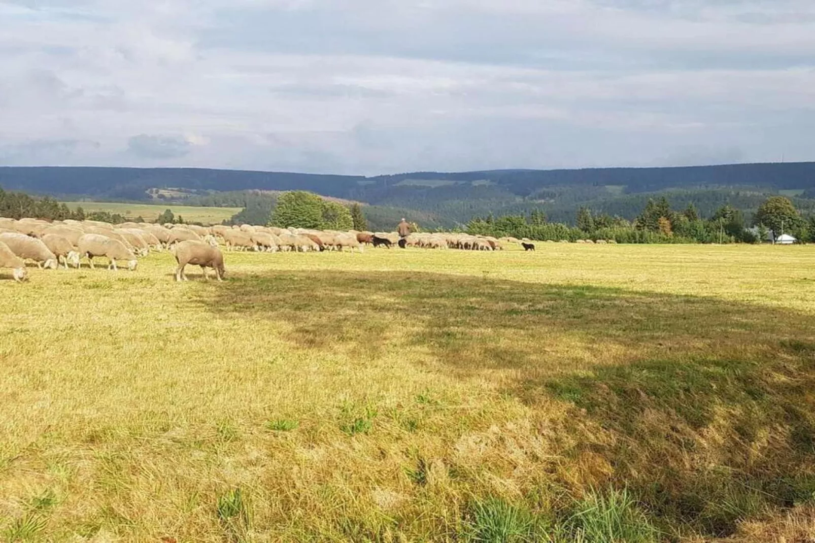 Waldblick-Gebiete Sommer 20 km