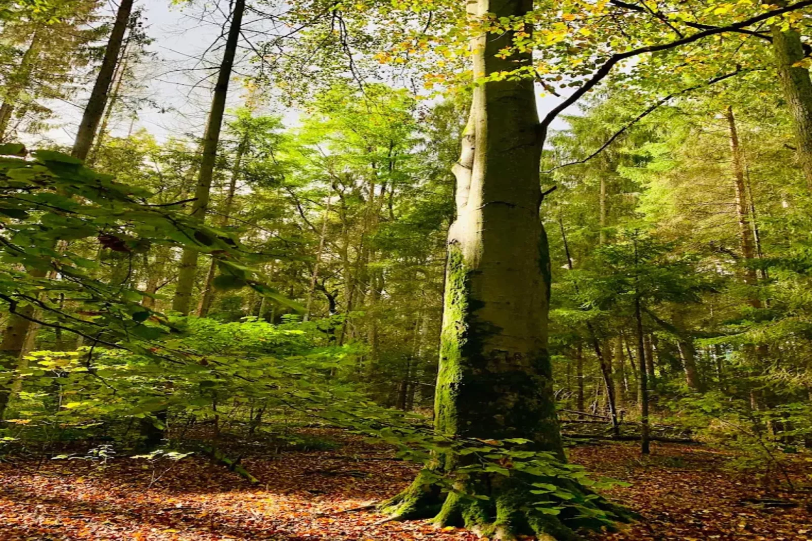 Chalet - 2 Personen-Areas within 5km in summer