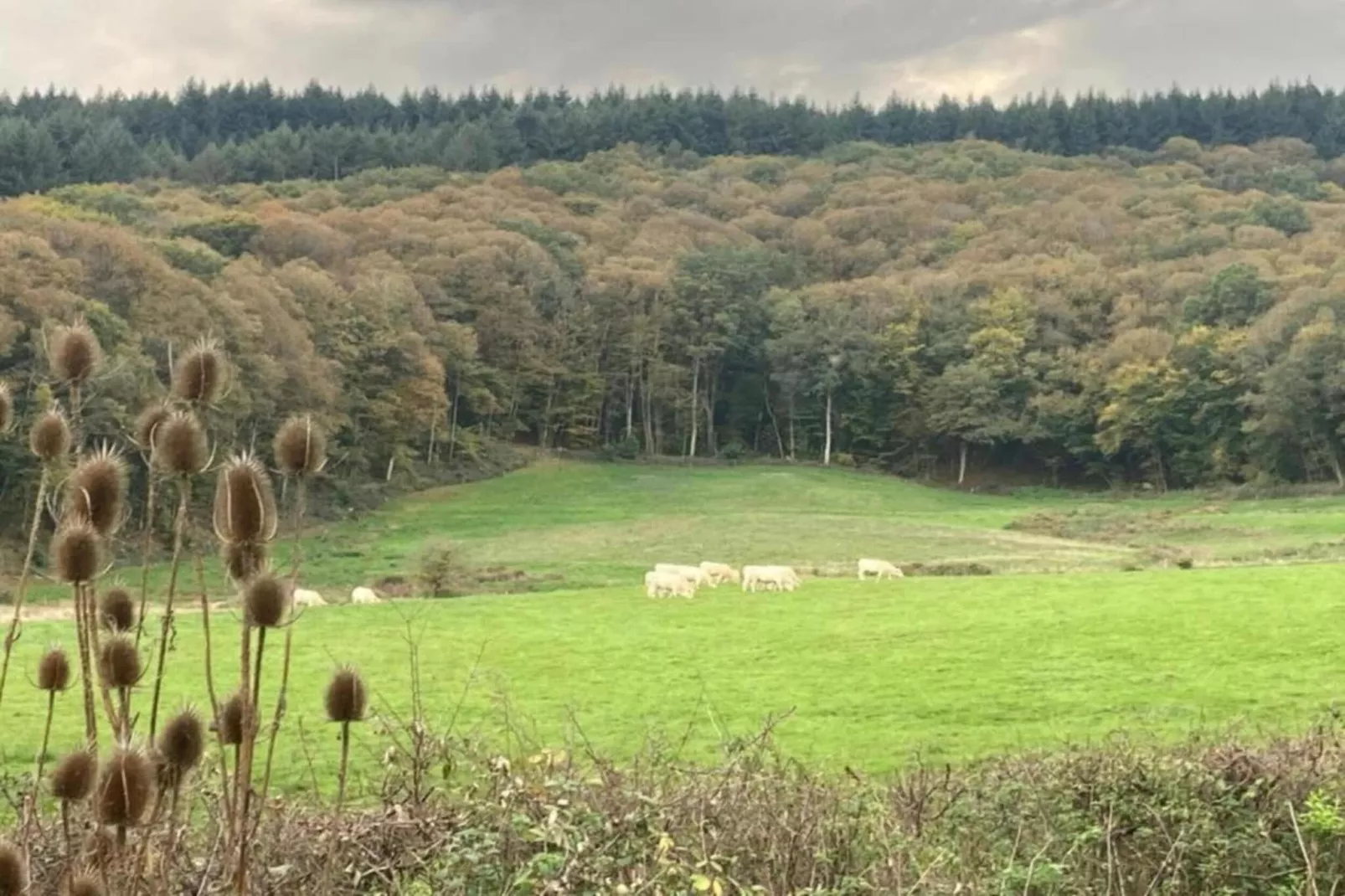 Gite 6 pers Bellevue - Le-Chardonneret-Zones été à 20 km