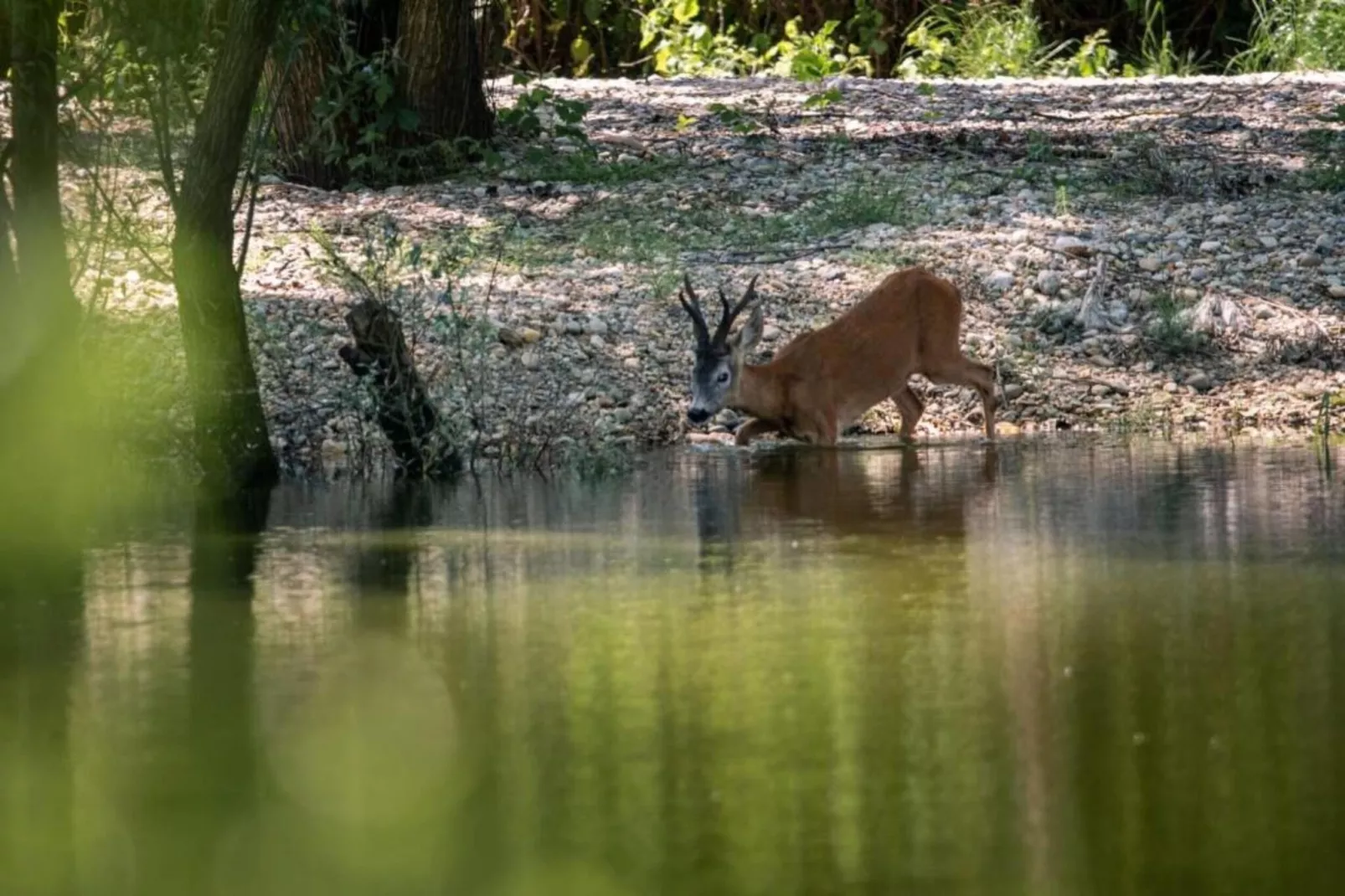 Apartment Martha-Areas within 20km in summer