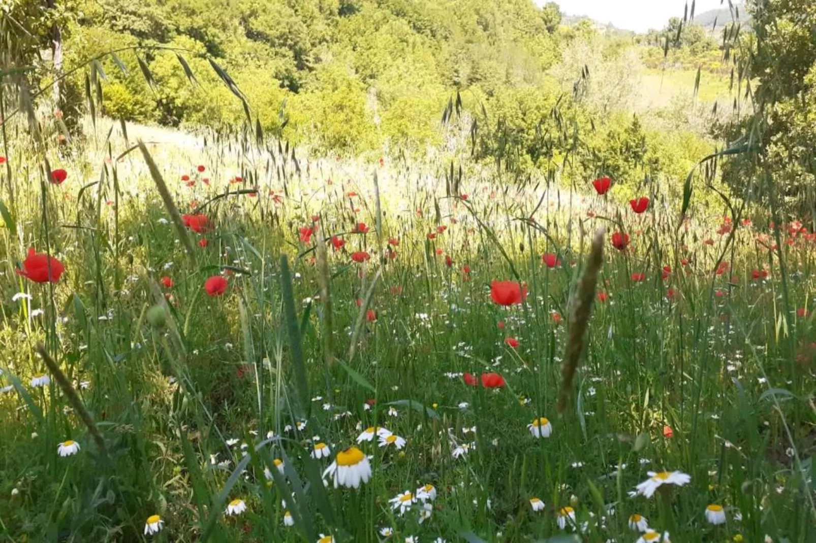 Villa Valtopina-Areas within 5km in summer