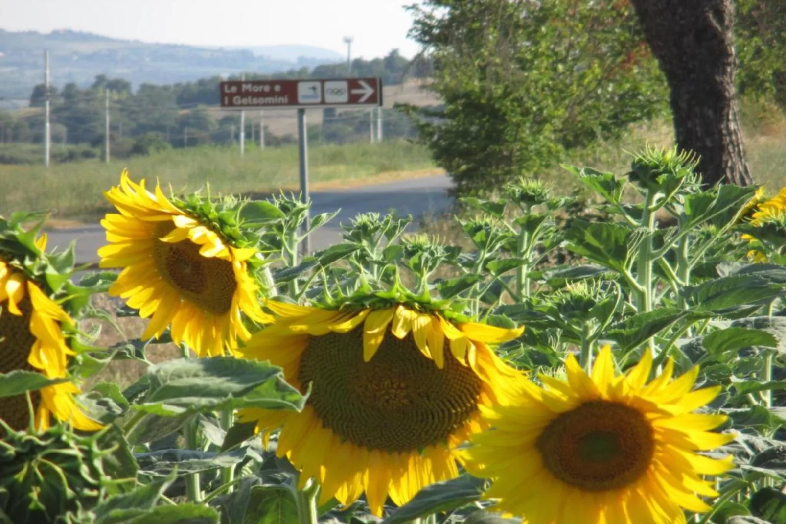 Fienile-Gebiete Sommer 20 km