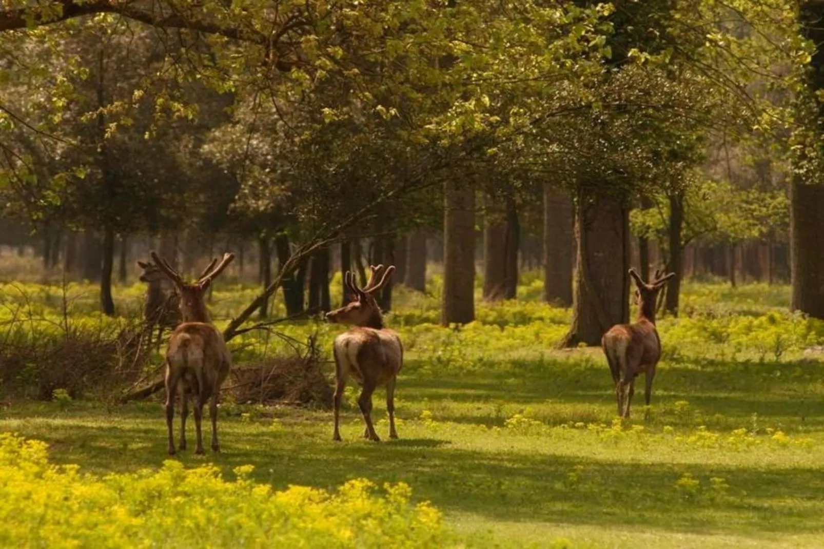 Oasi Bianca-Areas within 20km in summer