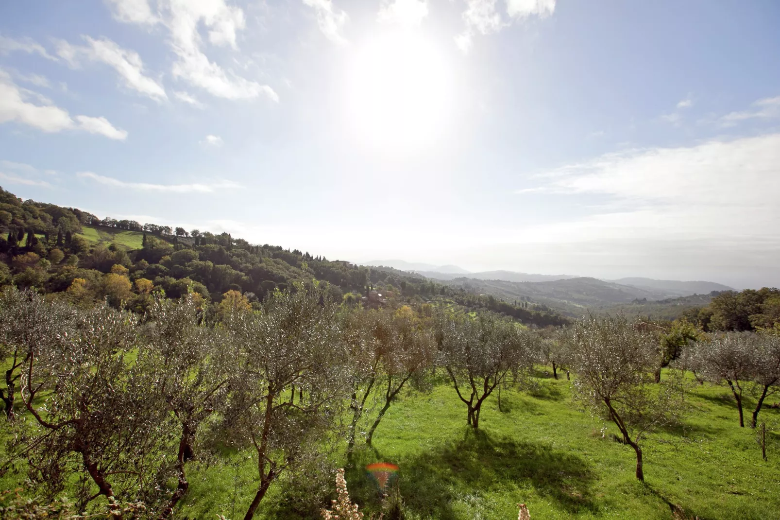 Le Olive-Zones été à 5 km