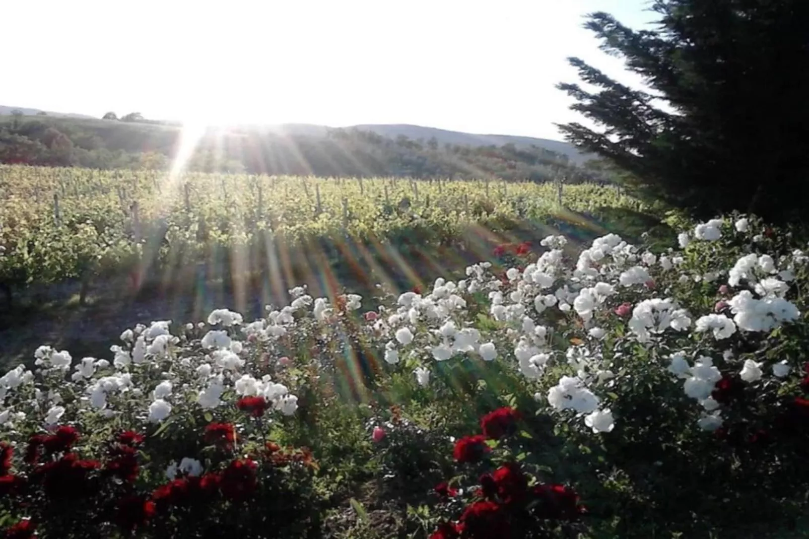 Casa Le Meridiane-Areas within 20km in summer