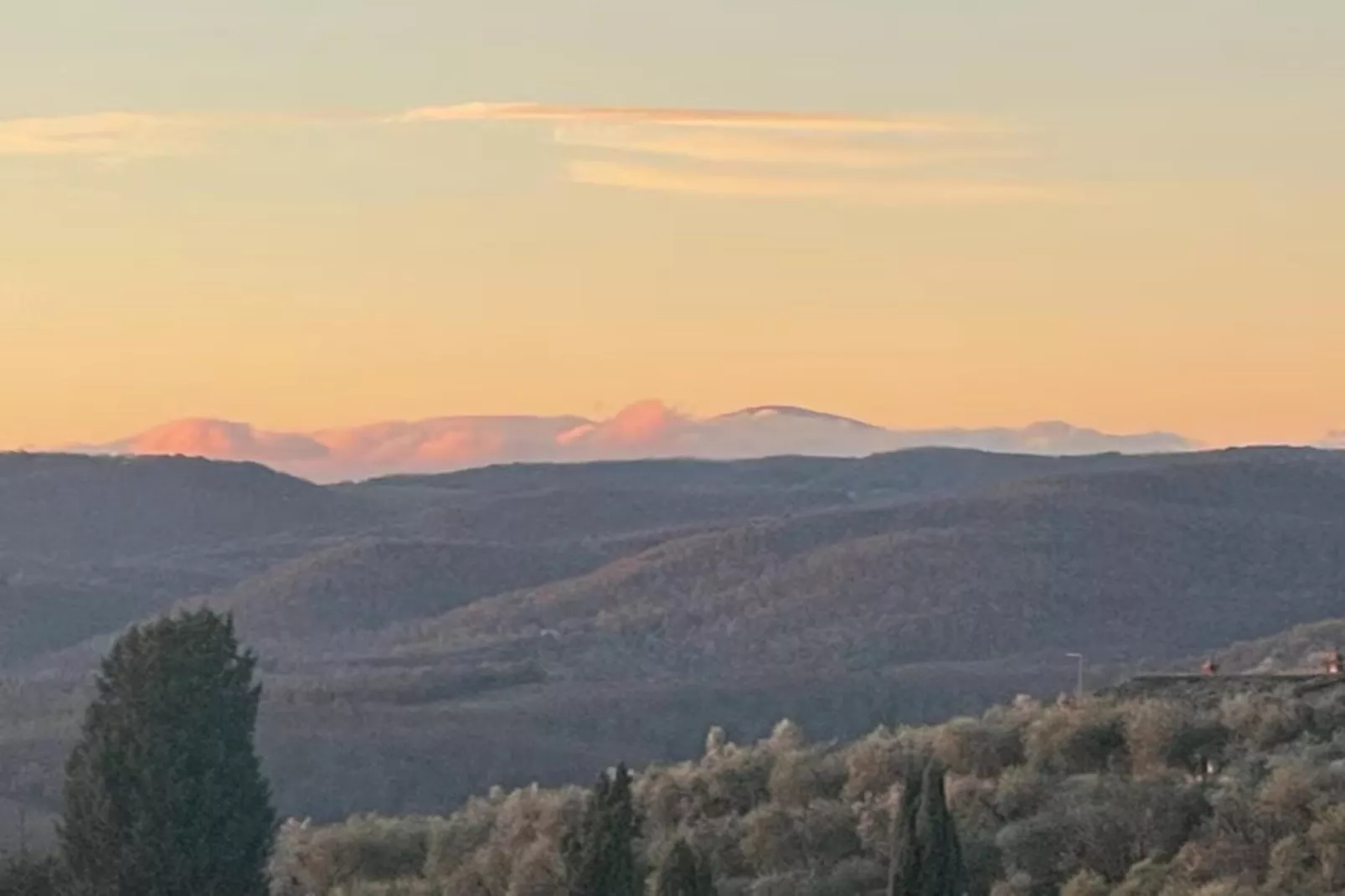 Paulonia-Areas within 20km in summer