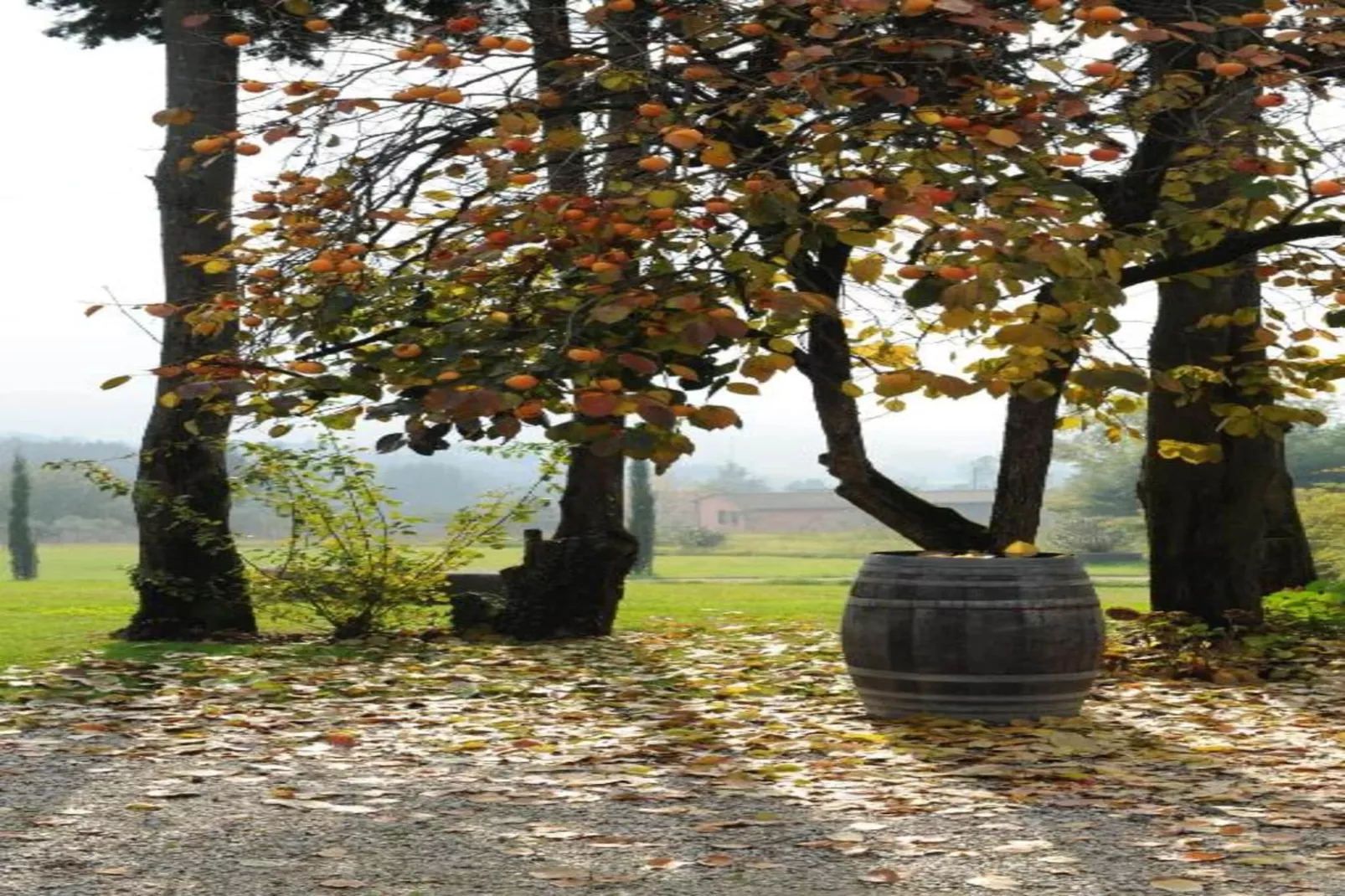 Cipressa-Areas within 20km in summer