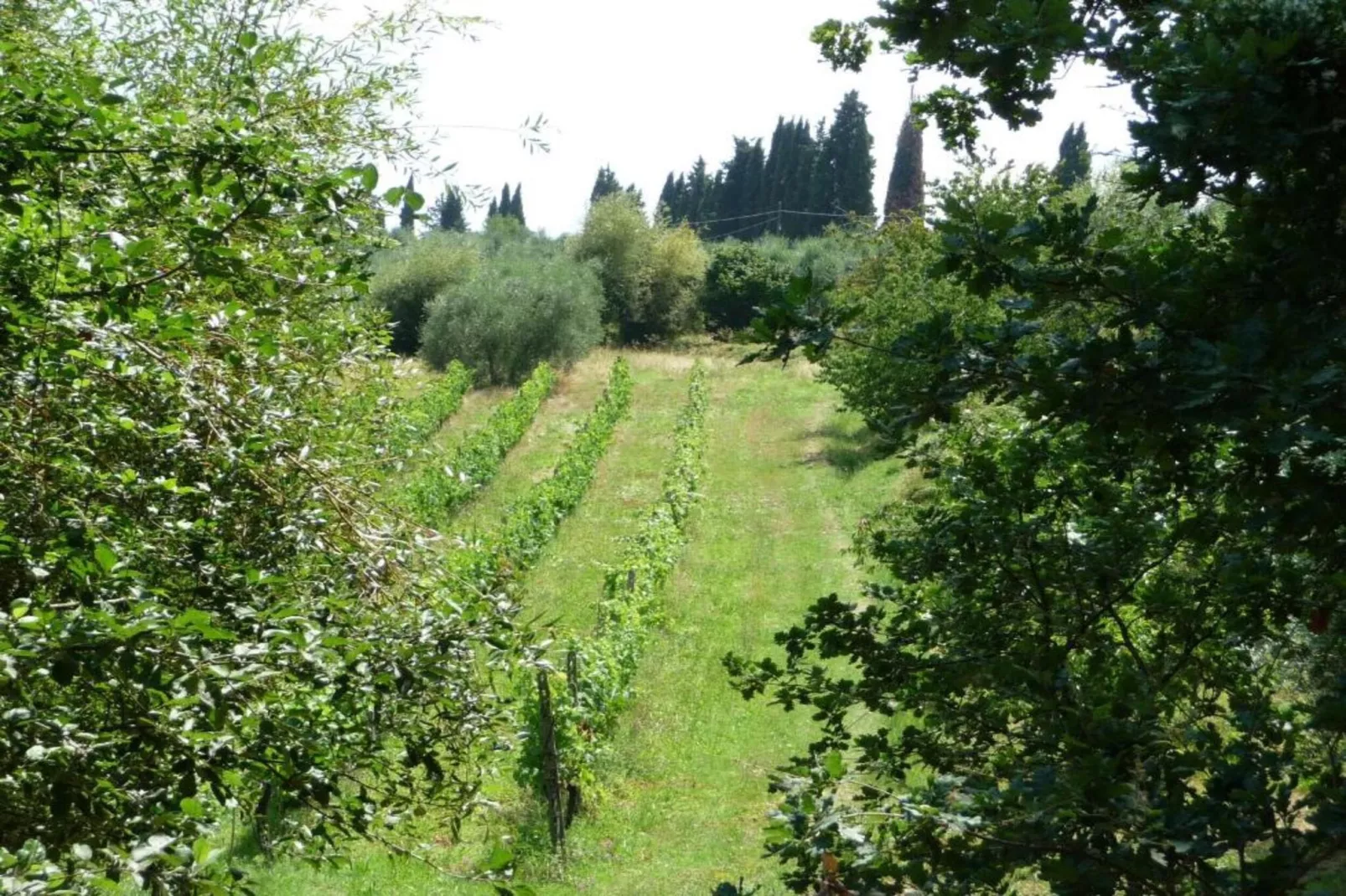 Ciclamino-Gebiete Sommer 5 km