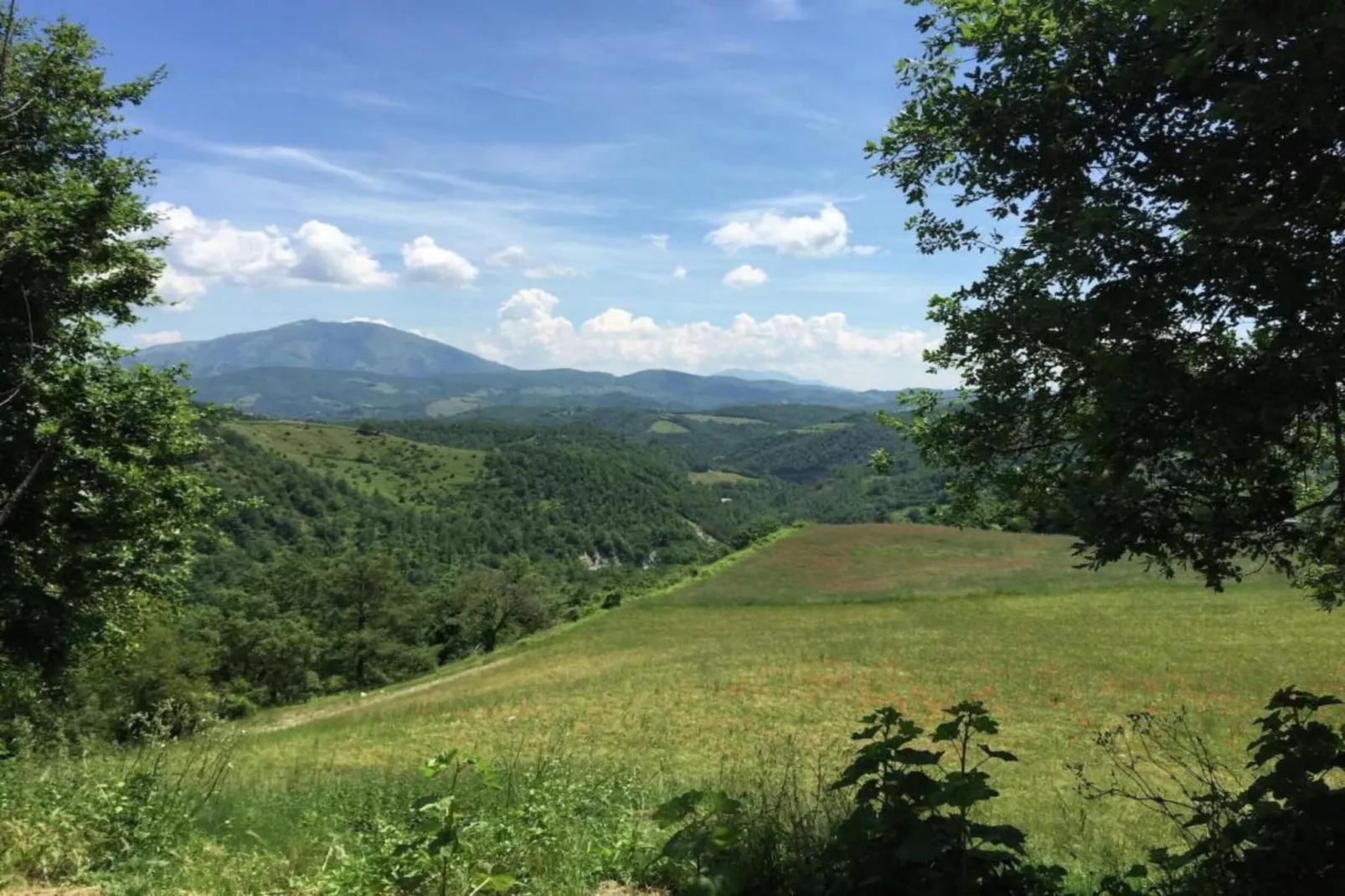 Cucciolo-Areas within 20km in summer