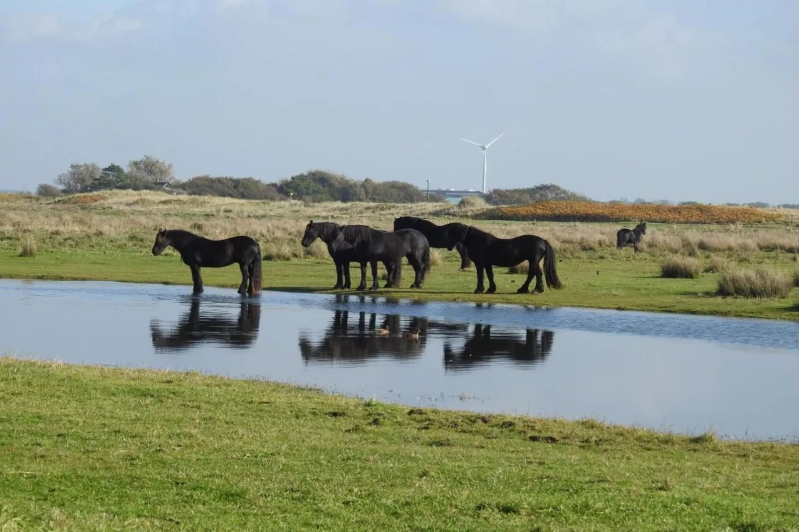 Zilte Bries-Areas within 20km in summer