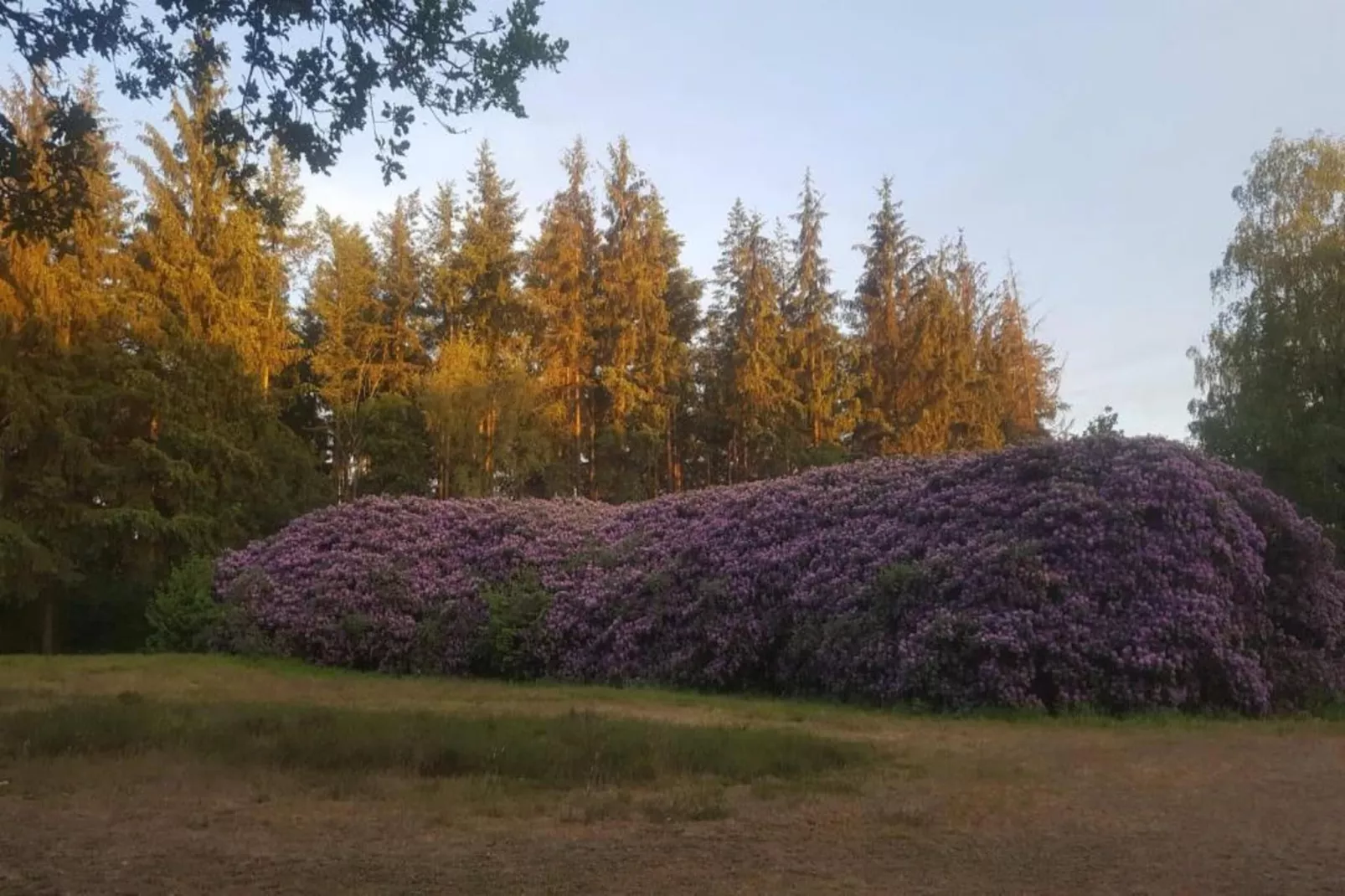 Veluwse Mus-Areas within 20km in summer