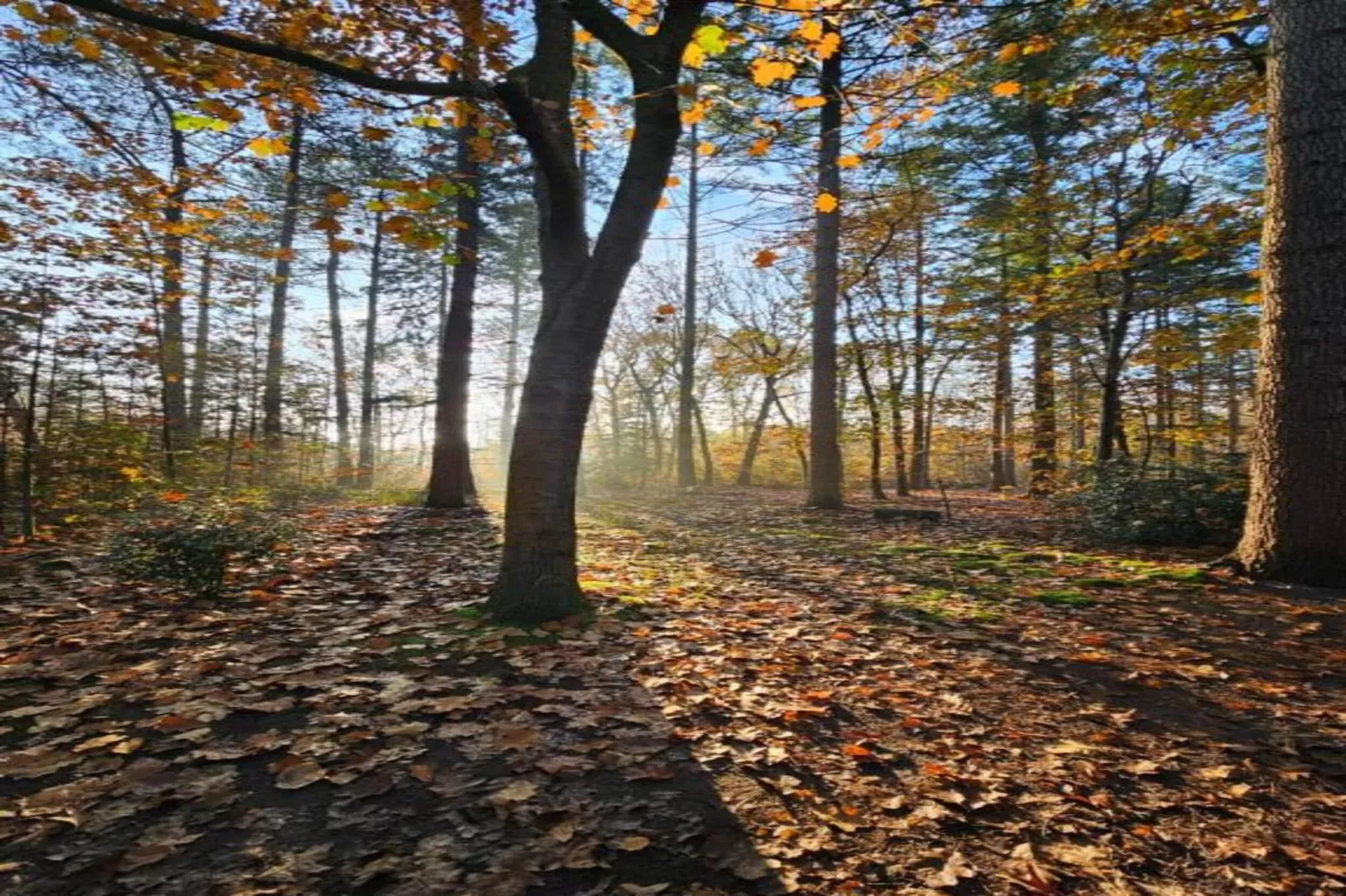 Ruischende Dennen-Zones été à 20 km