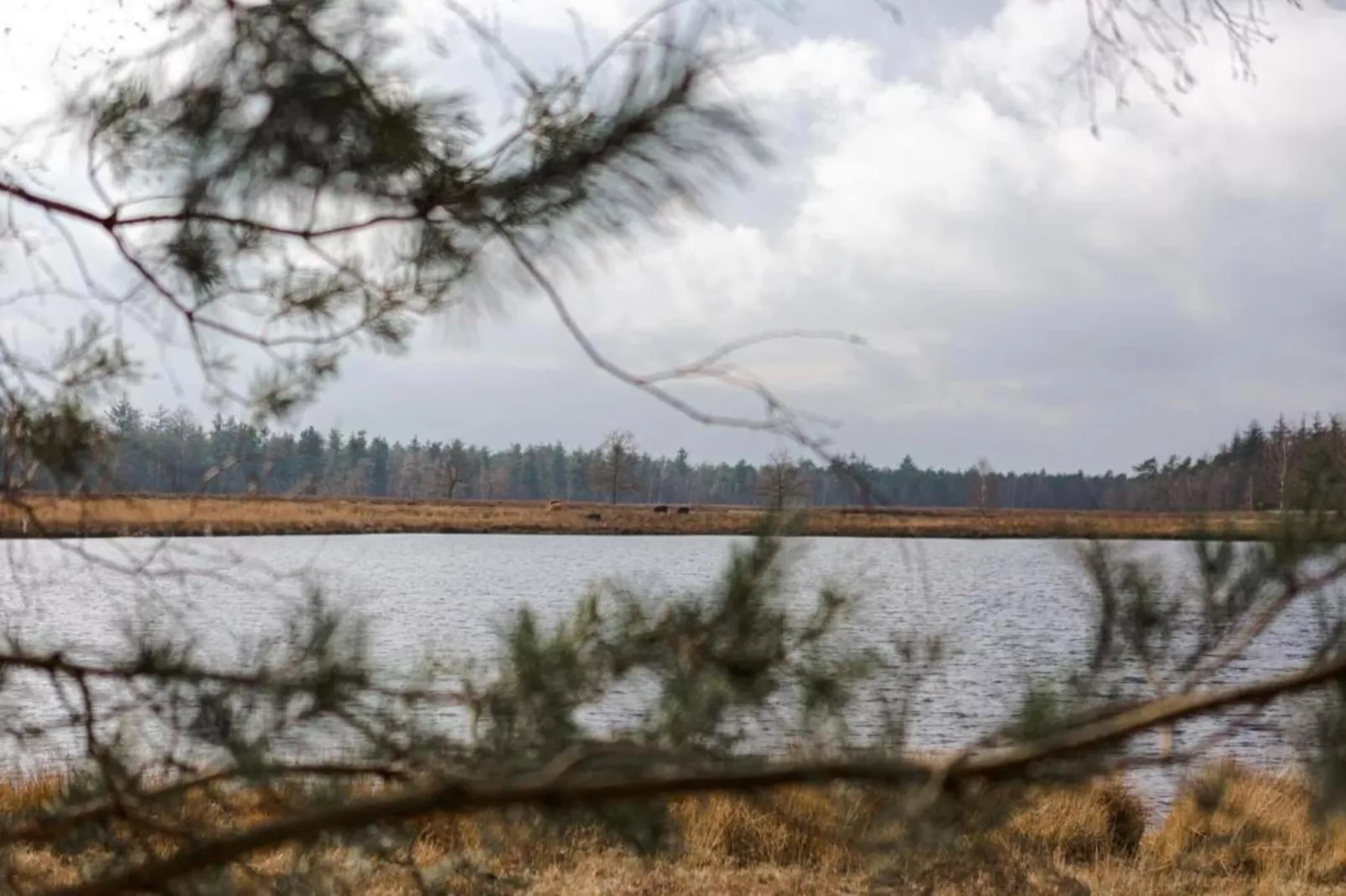 Bospark 't Wolfsven 18-Gebiete Sommer 5 km