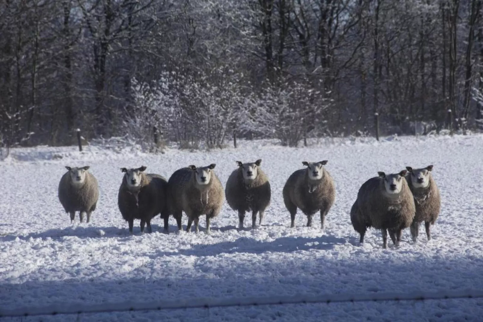 Residence De Eese 1-Area within 20km in winter