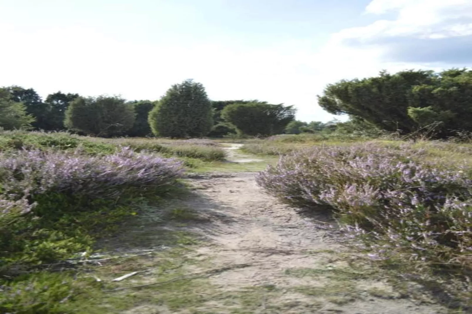 De Drentsche Patrijs-Areas within 20km in summer