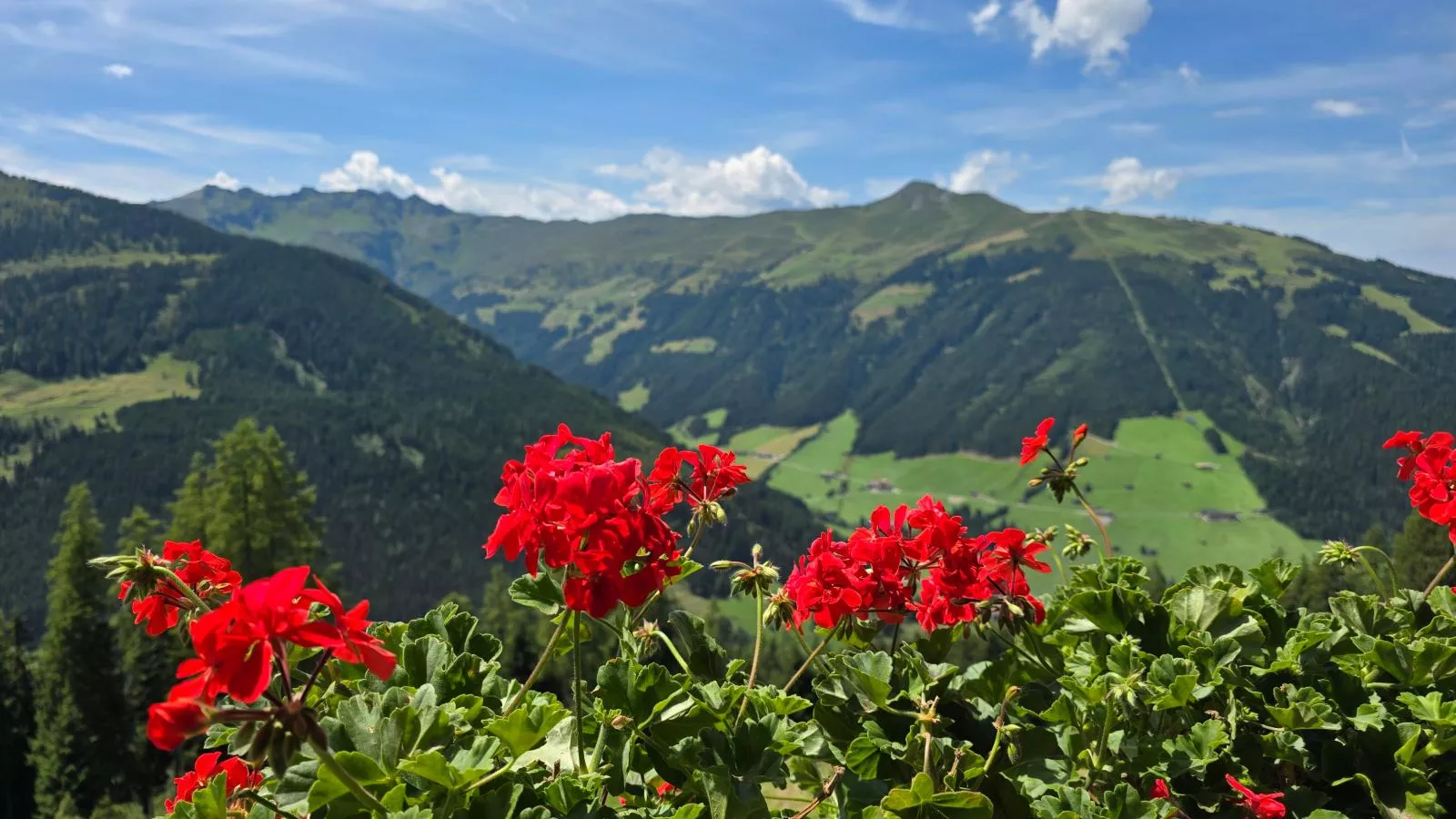 EAGGA-Niederleger Alm-Vue d'été