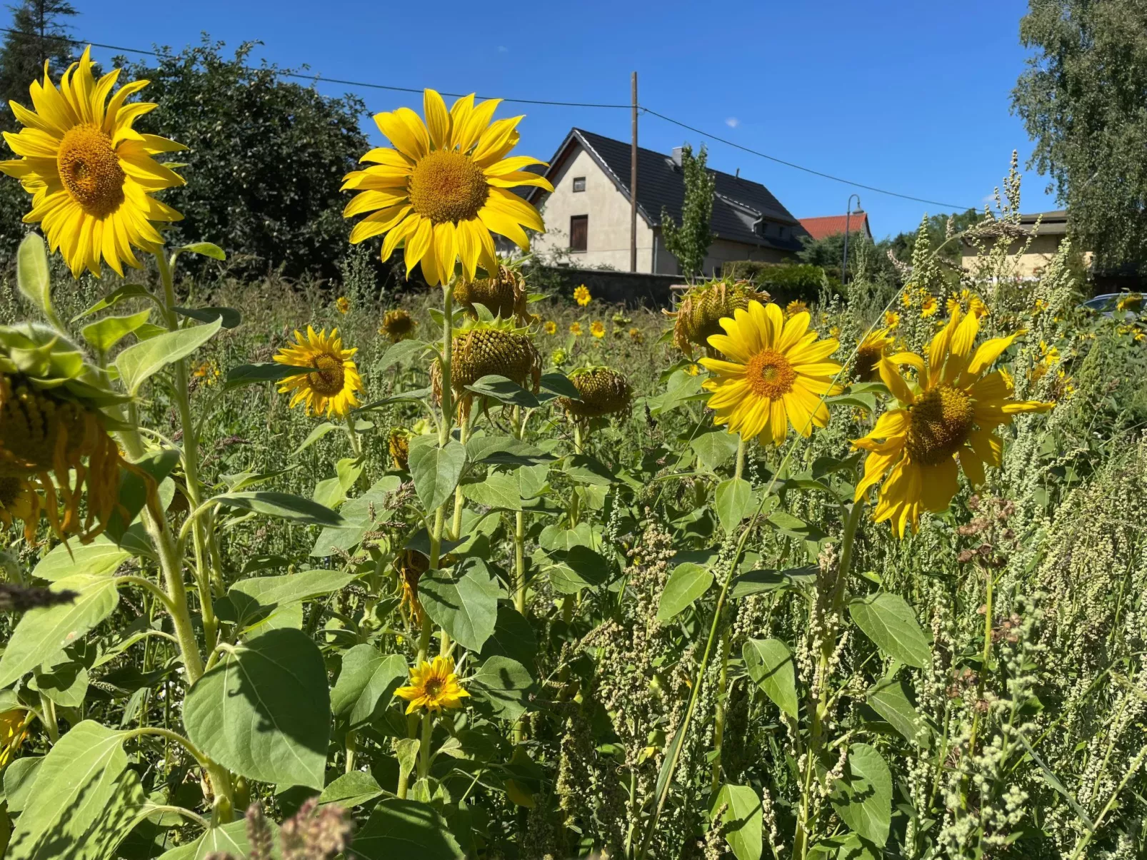 Rosencottage-Draußen