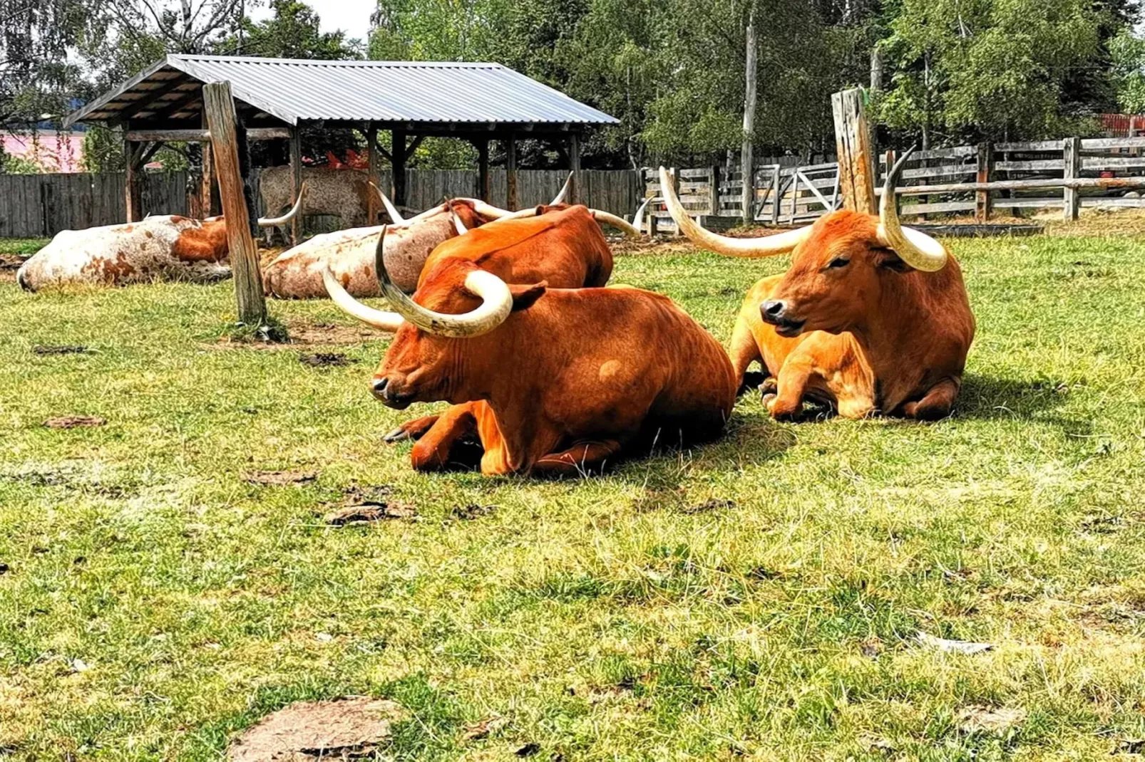 Ferienhaus in Hasselfelde - Haus 54 Blauvogel-Gebiete Sommer 5 km