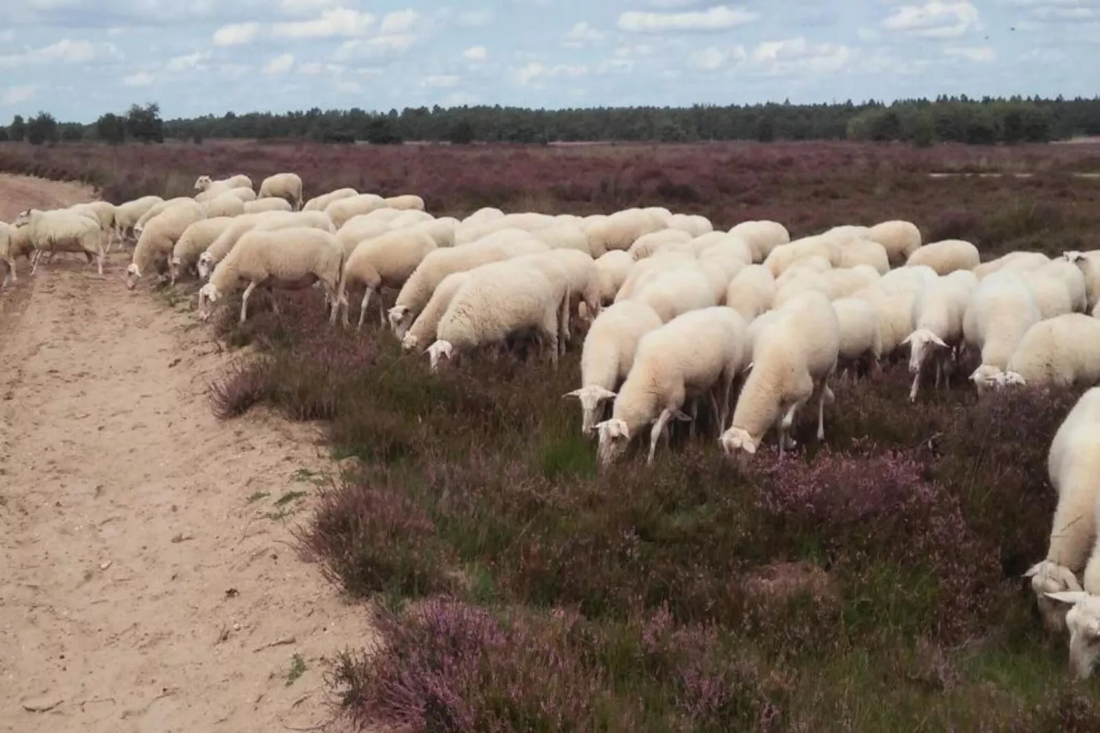 Landgoed De IJsvogel 12-Zones été à 20 km