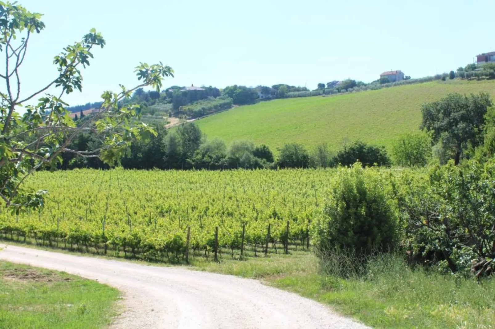 Vino-Areas within 20km in summer