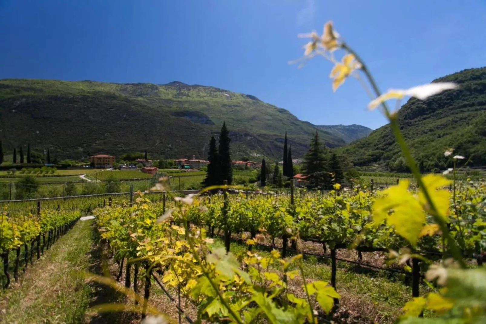 Appartamento Vrikshasana-Areas within 20km in summer
