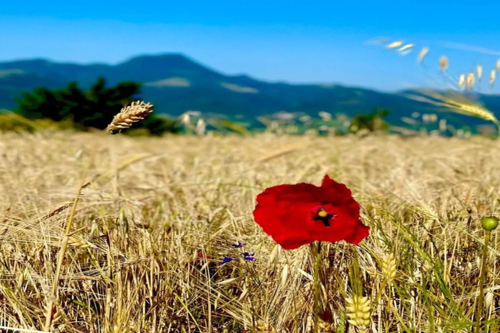 Binnella 10-Areas within 20km in summer