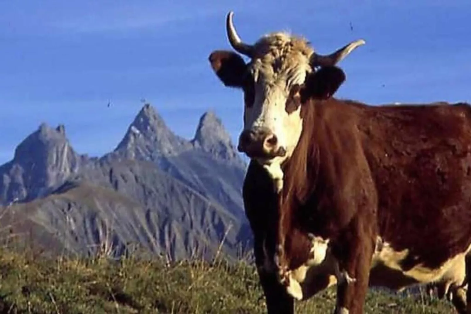 Les Bouquetins N°05 - 3P6-Areas within 20km in summer