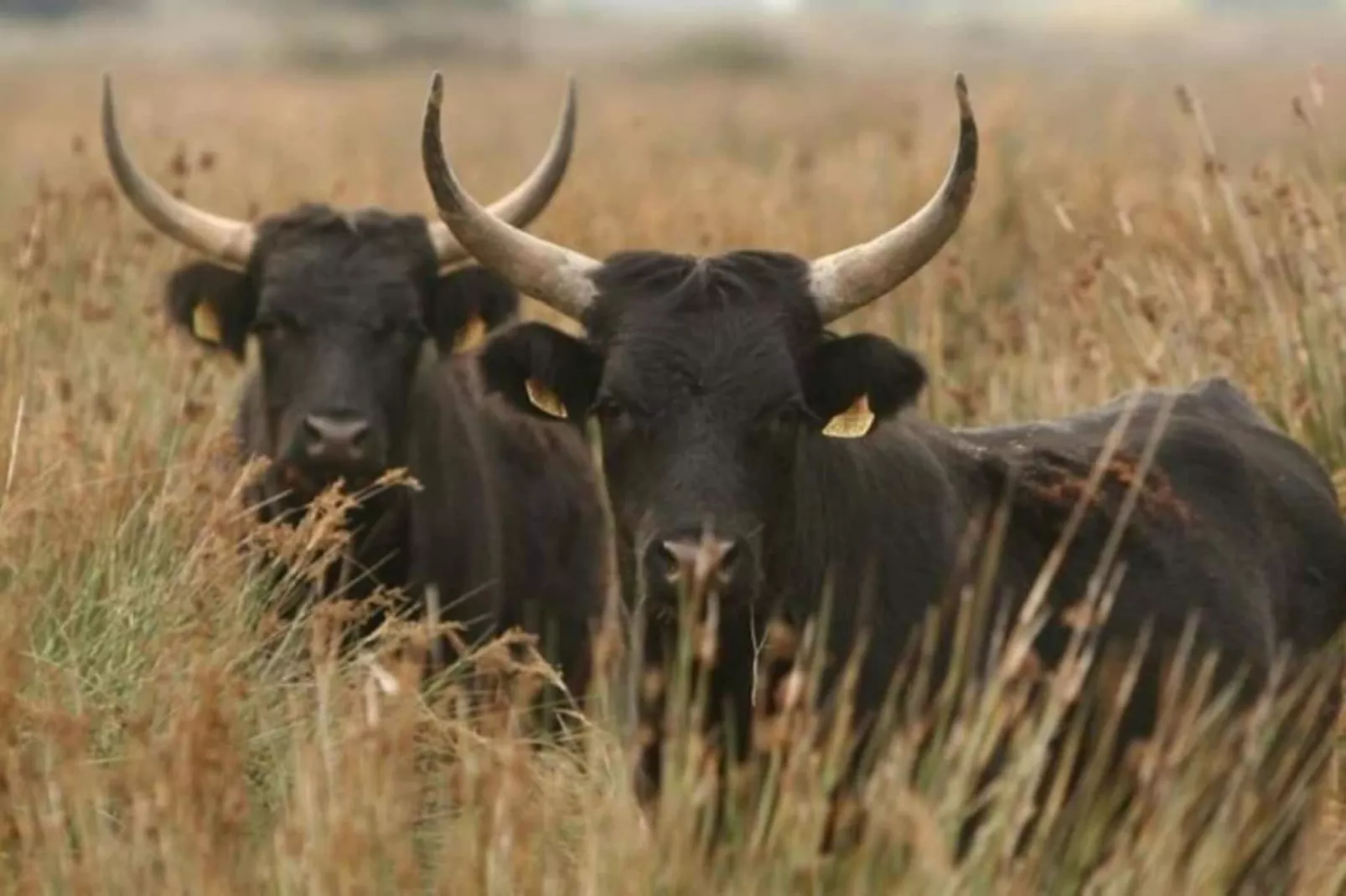 Cap Camargue A N 14 - 2P4-Zones été à 20 km