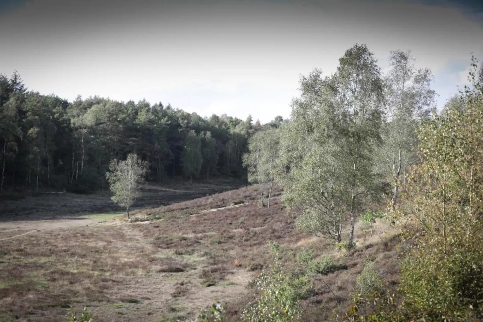 Heivlinder 4+2p-Areas within 5km in summer