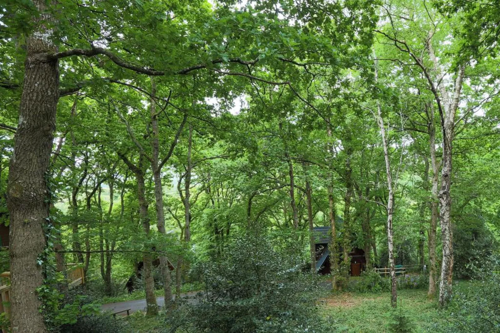 Little Dunley - Hazel-Gebiete Sommer 20 km