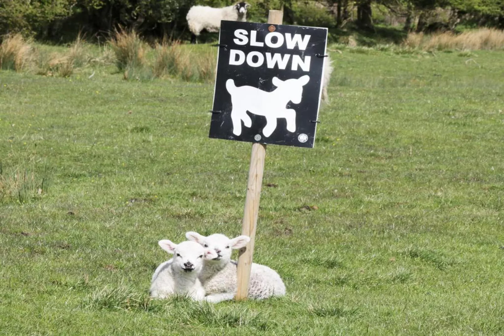 Swaledale Hall Cottage-Zones été à 20 km