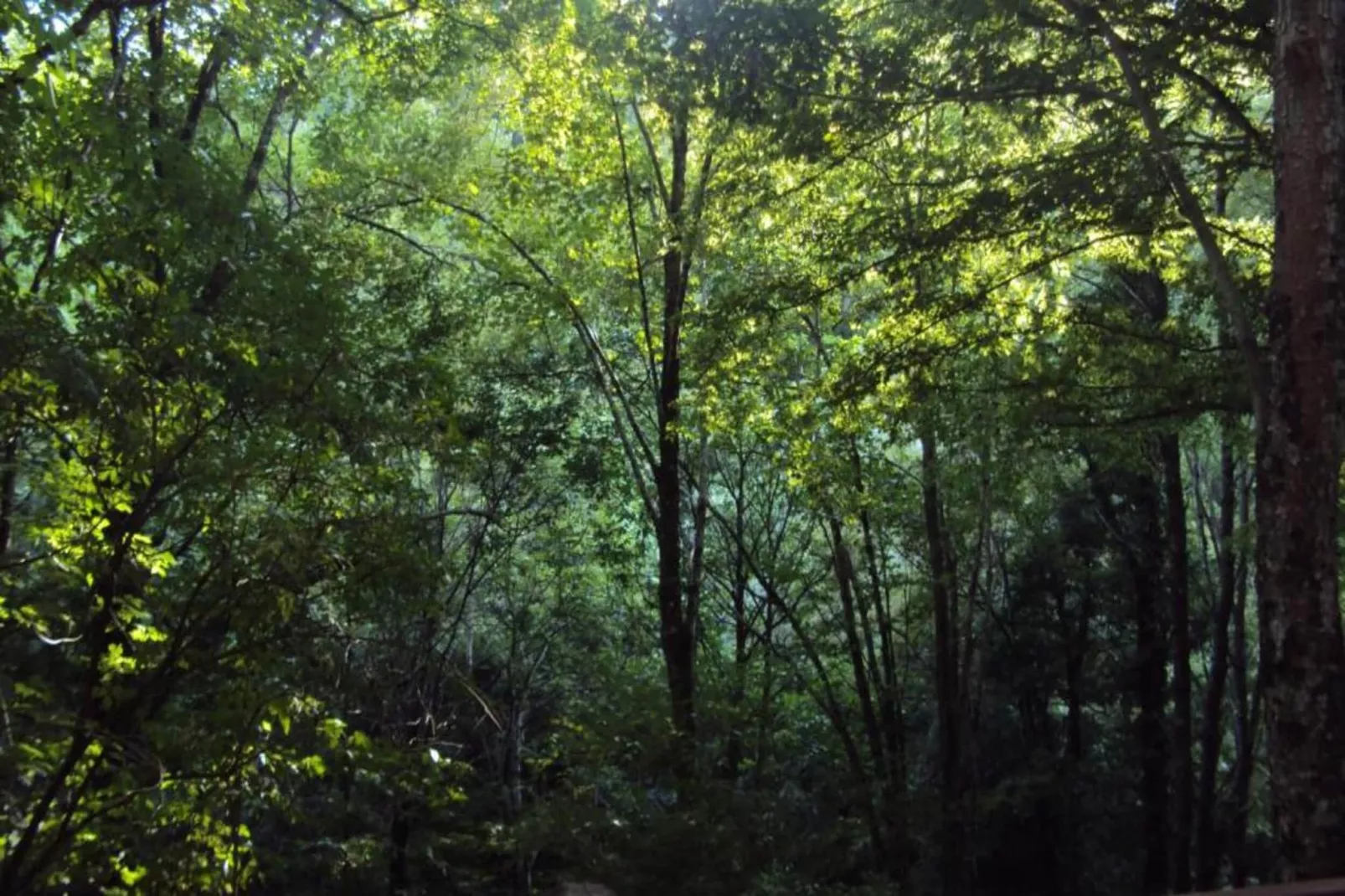 Le Paradis et Espace-Areas within 20km in summer