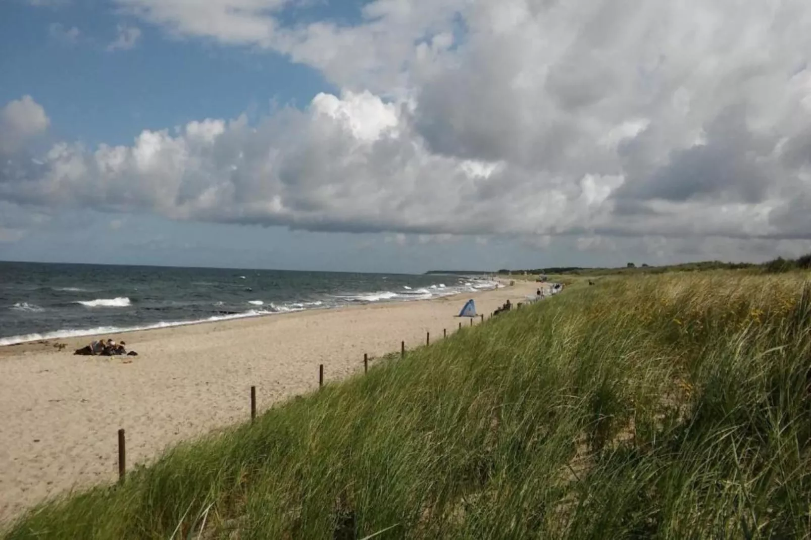 Kobaltblume-Areas within 20km in summer