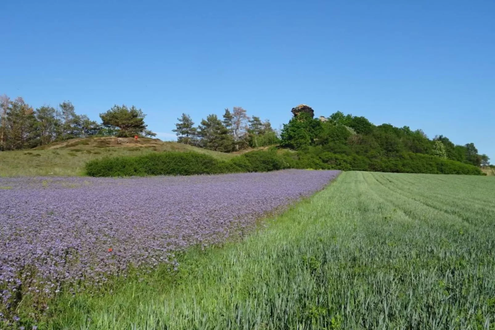 Ballenstedt-Gebiete Sommer 20 km
