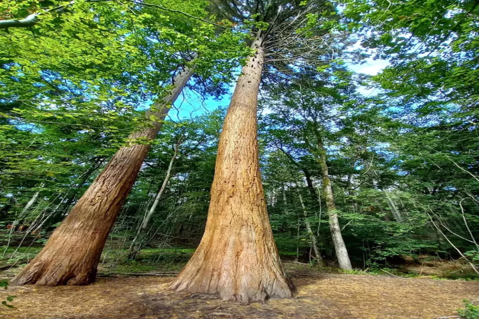 Chalet - 3 Personen-Areas within 20km in summer