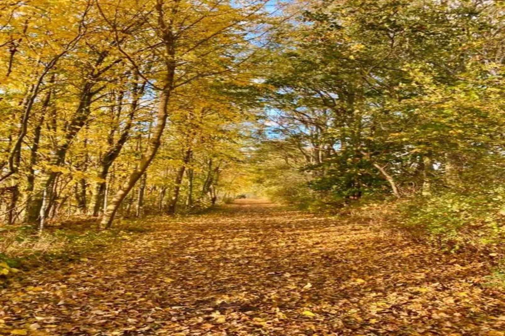 Hohenkirchen mit Garten Terrasse und Strandkorb-Areas within 20km in summer