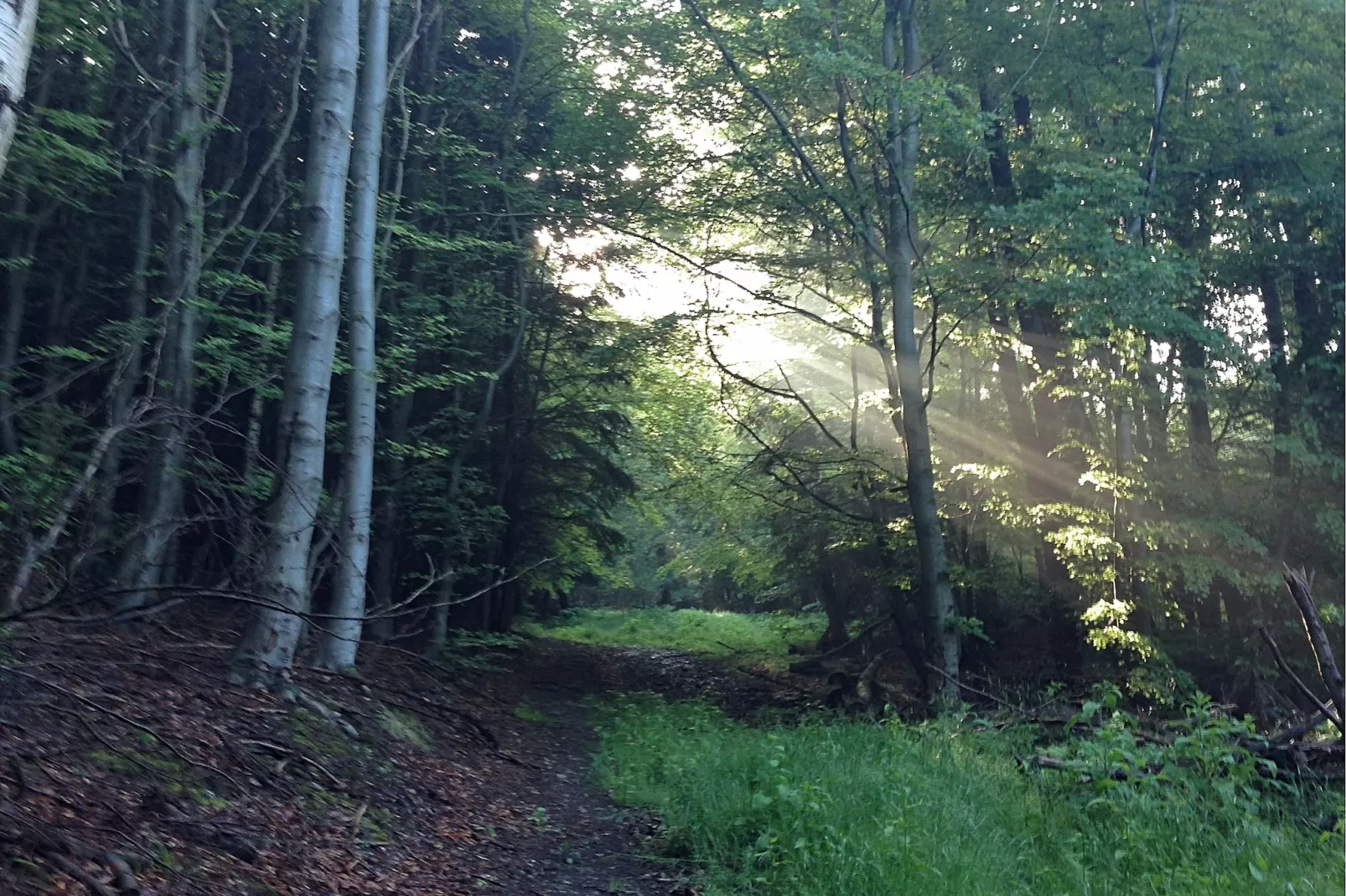 Wienrode-Gebiete Sommer 5 km